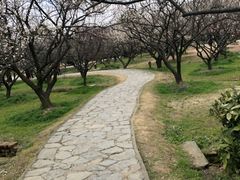 -香雪海