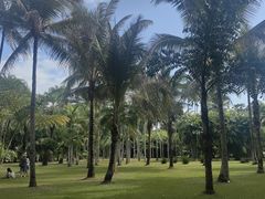 -西双版纳原始森林公园