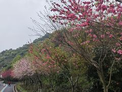 -杭州半山国家森林公园