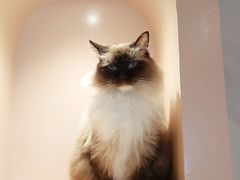 -猫儿山۰猫主题餐厅