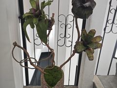 -澳门圣地牙哥古堡酒店