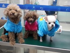 image-康乐宝动物医院