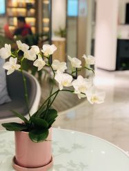 大堂-AiCure 埃可儿·韩国医学皮肤管理