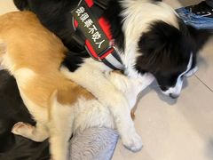 -平行世界·猫咖(首经贸店)