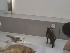 -糯米喵星人·撸猫猫舍咖啡馆(西市场嘉华店)
