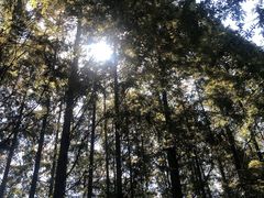 -日照海滨国家森林公园