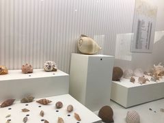 -青岛贝壳博物馆