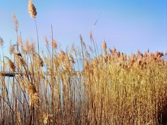 -野鸭湖国家湿地公园
