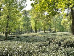-野蔓果·山野菜(西湖景区·龙井茶田店)