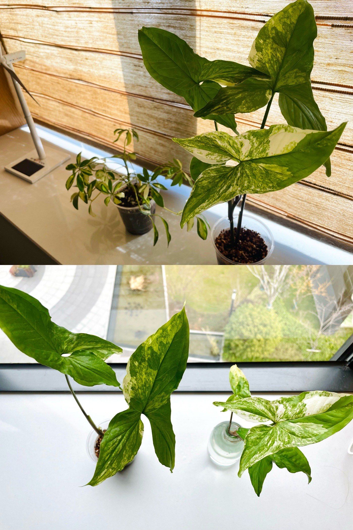 n水培绿萝复苏啦?\\n龟背叶长新芽?\\n白锦合果芋分株了