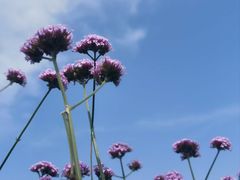 -渤公岛生态公园