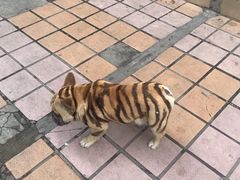 -三兄弟鲜羊肉
