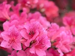 -木兰云雾山