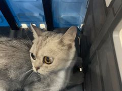 -瑞派名望志远动物医院·猫科·內科·异宠专科(直港大道店)