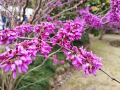 -顾村公园
