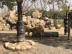 -上海野生动物园