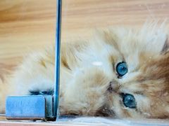 -猫十亿·布偶金渐层·曼基康矮脚猫舍(青年路店)