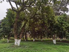 -张坝桂圆林公园