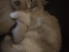 -喵店&猫咖