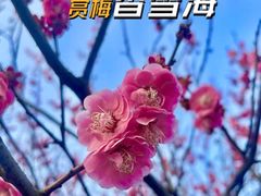 -香雪海
