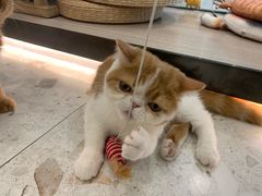 -飞行喵MR PILOT|猫舍·猫咖(静安大融城店)