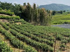 -帐篷客·溪龙茶谷度假酒店