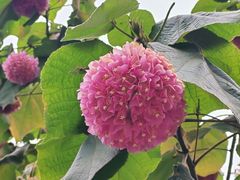 -云溪植物园