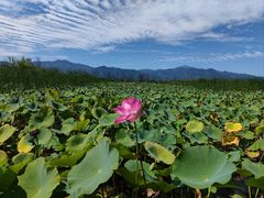 -野鸭湖国家湿地公园