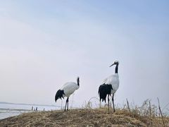 -黑龙江扎龙生态旅游区