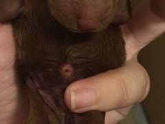 -翊宠yipet猫狗购宠庄园犬舍•猫舍