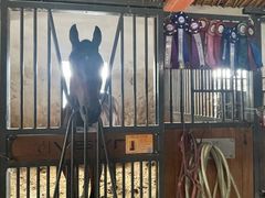 -北京群众马术培训基地