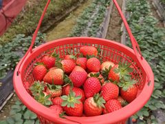 -南宁良凤江国家森林公园