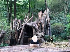 景点-成都大熊猫繁育研究基地