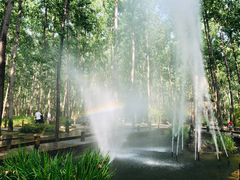 -合肥滨湖国家森林公园