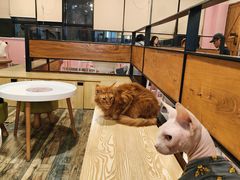 -喵匠猫主题咖啡(凯德和平广场店)