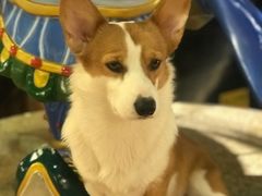 -more than meow吴止猫主题餐厅(承德 中船汇店)