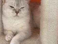 -三花喵·撸猫购宠·宠物生活馆(虹桥南丰城店)