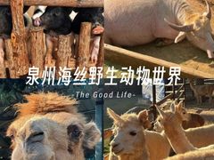 -泉州海丝野生动物世界