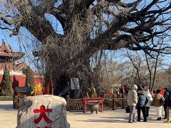 -大槐树寻根祭祖园