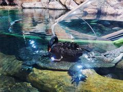 -上海海洋水族馆