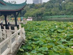 -桂湖森林公园