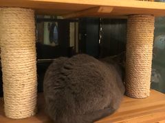 -more than meow吴止猫主题餐厅(承德 中船汇店)