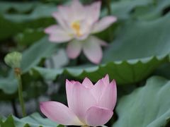 -荔湾湖公园