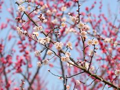 -花开海上生态园