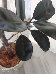 -HEYAN荷妍专业脱毛连锁机构
