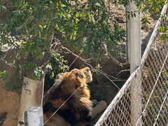 -西霞口神雕山野生动物世界