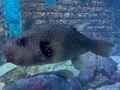 -烟台海昌鲸鲨海洋公园