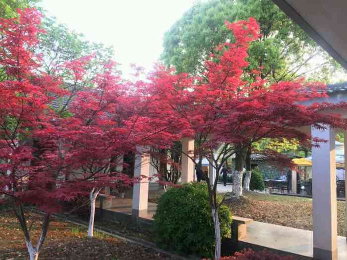 申亚瑞地怡园-"朋友带我们去的,这里绿化成荫,小桥流水,.