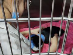 -安安宠医宠物医院·异宠·犬猫内科(岳阳分院)