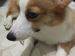 -达爱动物医院·犬猫分区·CT·复杂眼科(远洋山水分院)